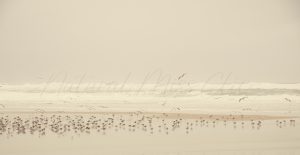 Oiseaux d'Huchet