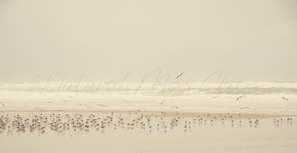 Oiseaux d'Huchet