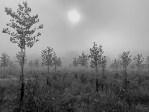 Levée de brume